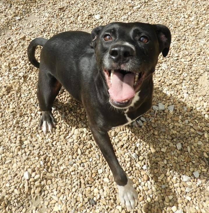 Luna Lemon, a Adoptable mixed breed in Anniston, AL image 2/6