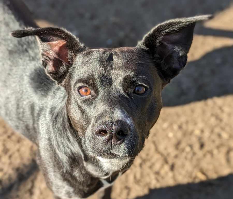 Luna Lemon, a Adoptable mixed breed in Anniston, AL image 4/6