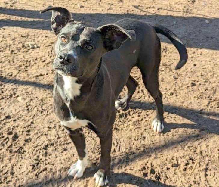 Luna Lemon, a Adoptable mixed breed in Anniston, AL image 5/6