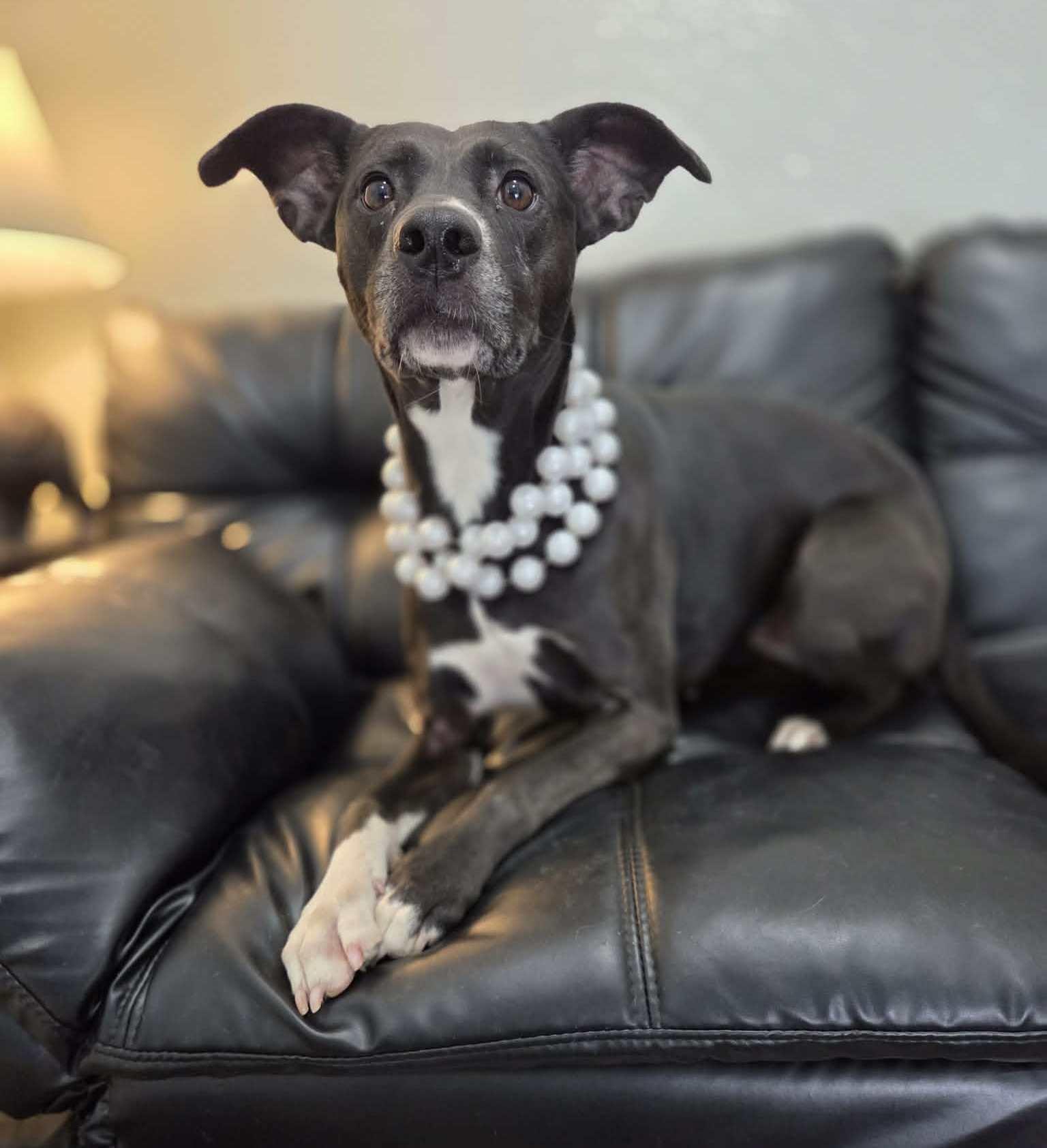 Luna Lemon, a Adoptable mixed breed in Anniston, AL image 6/6