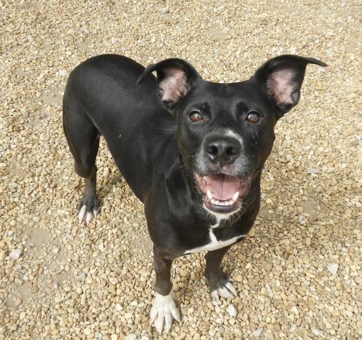 Luna Lemon, a Adoptable mixed breed in Anniston, AL image 3/6