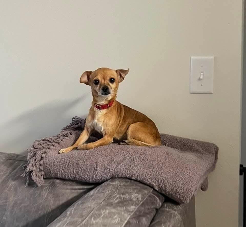 Enlarge Baby Girl, an adopted Chihuahua in Evansville, IN image 2/2
