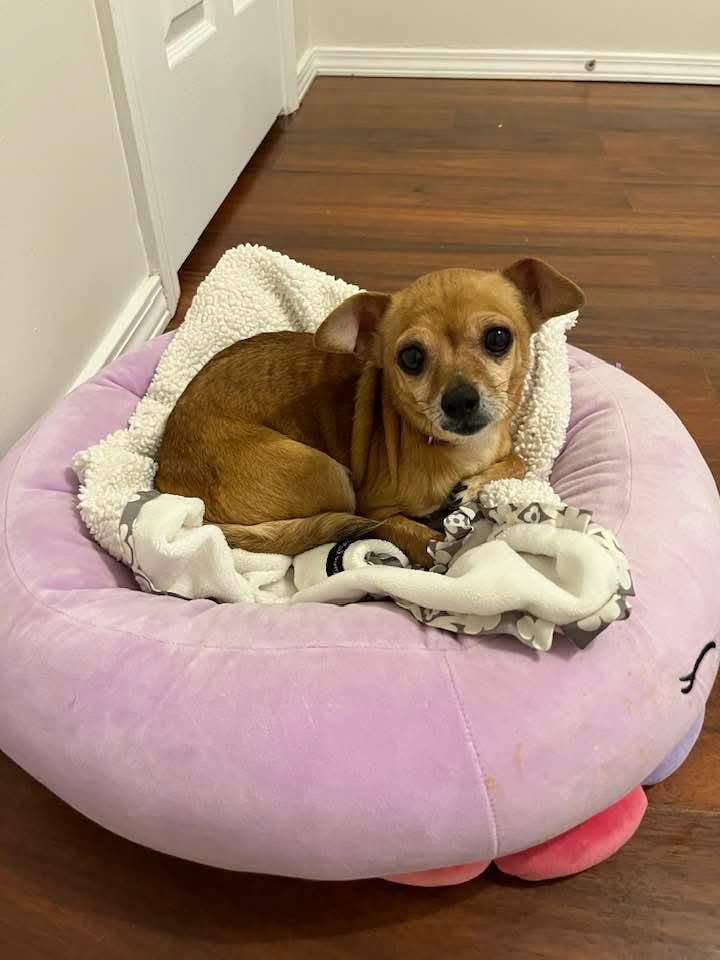 Baby Girl, adopted, Adult Female Chihuahua.