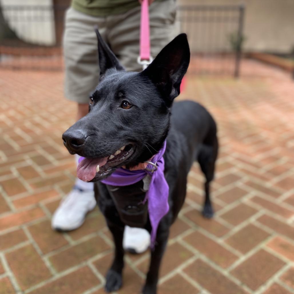 Daisy, a Adoptable mixed breed in San Francisco, CA image 1/6