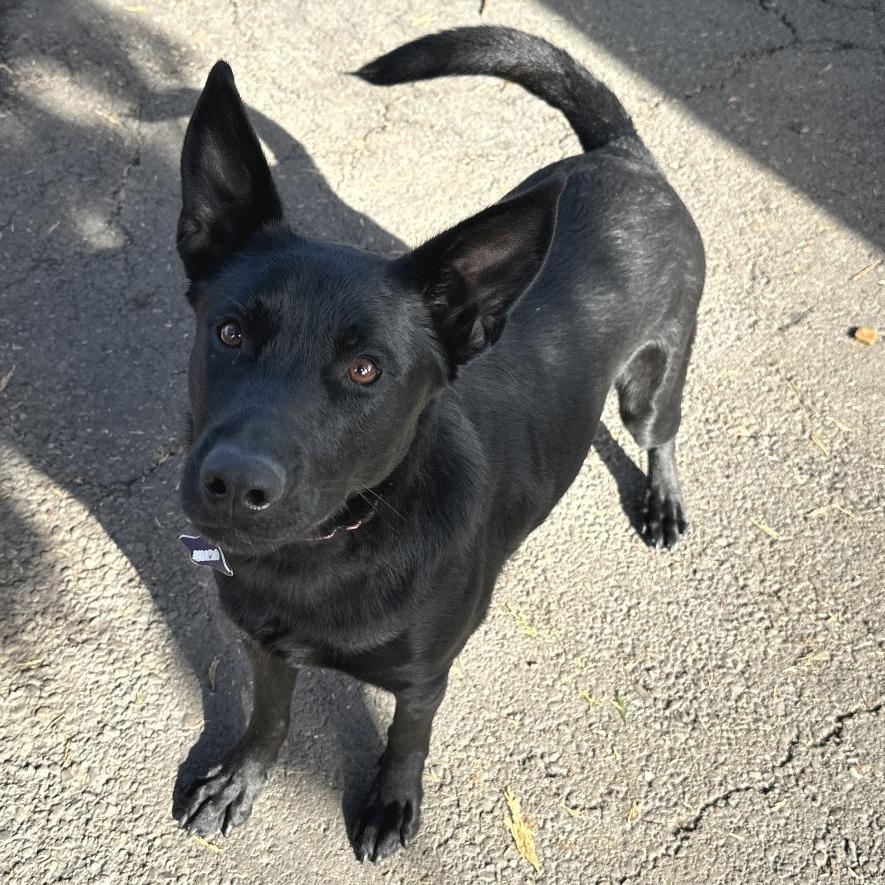 Daisy, a Adoptable mixed breed in San Francisco, CA image 2/6