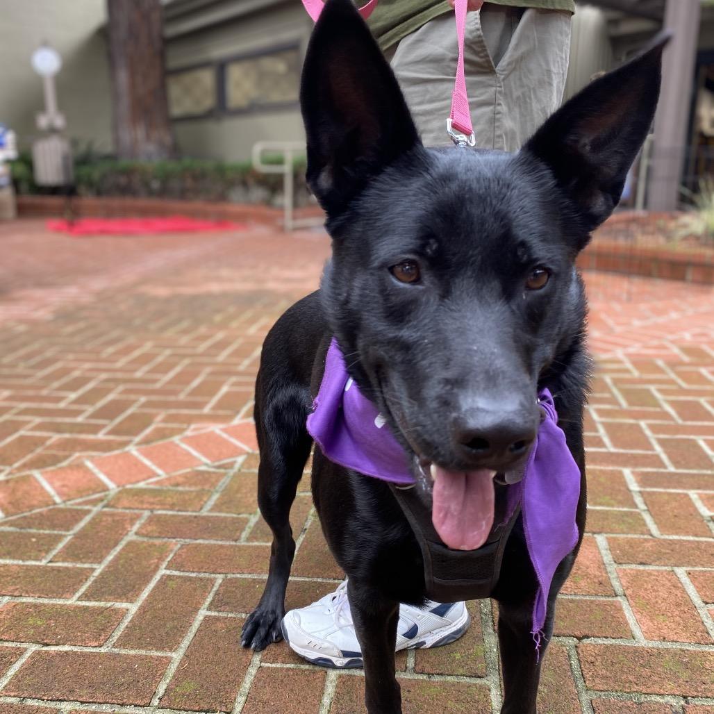 Daisy, a Adoptable mixed breed in San Francisco, CA image 3/6