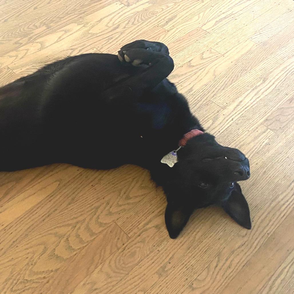 Daisy, a Adoptable mixed breed in San Francisco, CA image 4/6