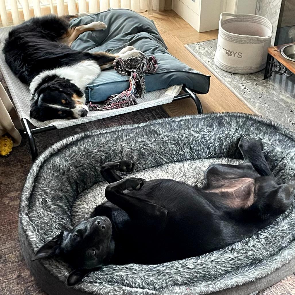 Daisy, a Adoptable mixed breed in San Francisco, CA image 5/6