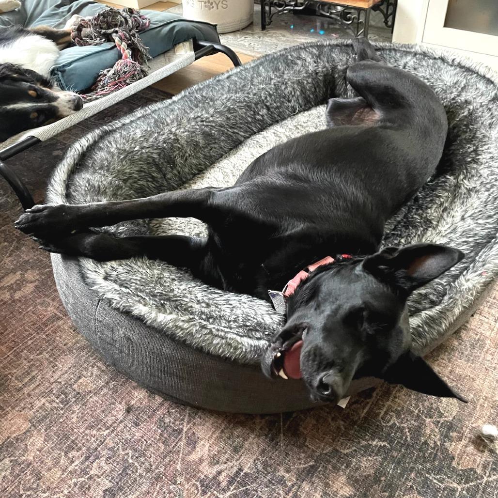 Daisy, a Adoptable mixed breed in San Francisco, CA image 6/6