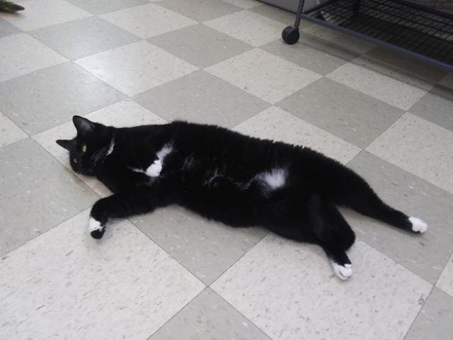 Enlarge Shadow, a Adoptable mixed breed in Libby, MT image 5/5