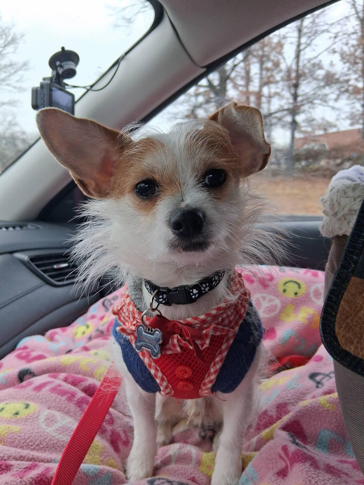 Joey, ADOPTABLE, Puppy Male Jack Russell Terrier & Chihuahua.