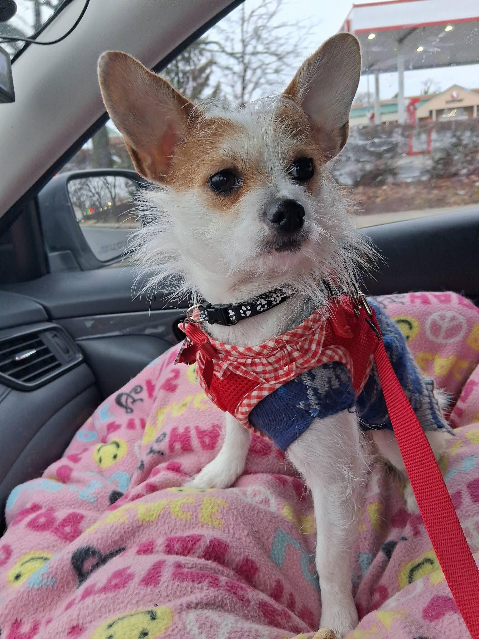 Enlarge Joey, a ADOPTABLE mixed breed in Baltimore, MD image 3/6