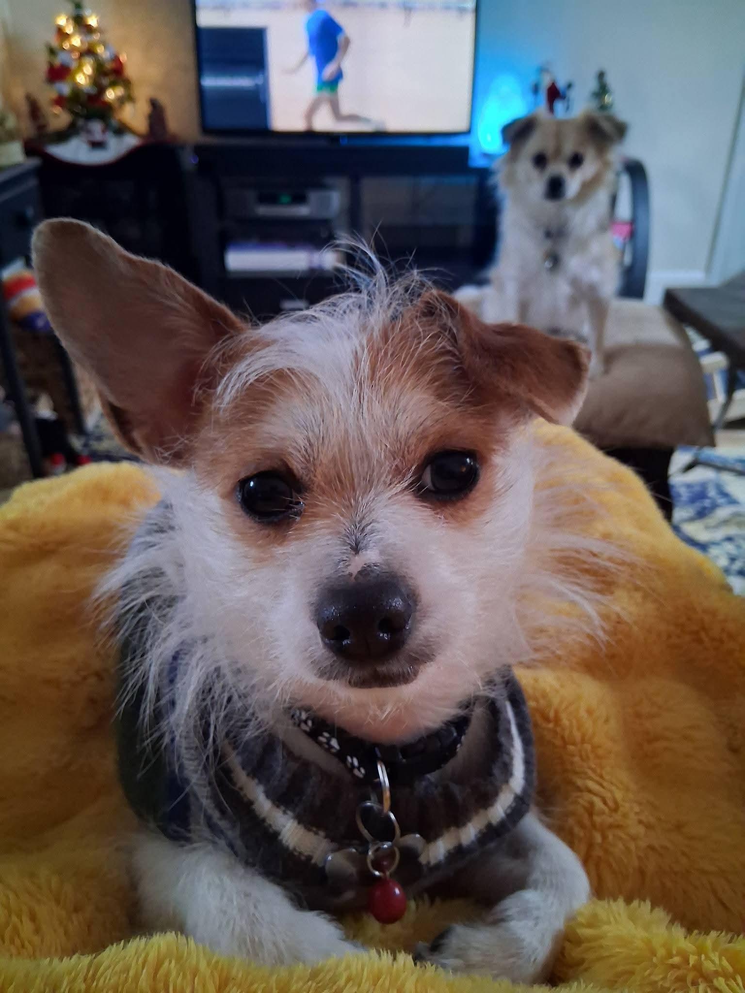 Enlarge Joey, a ADOPTABLE mixed breed in Baltimore, MD image 5/6