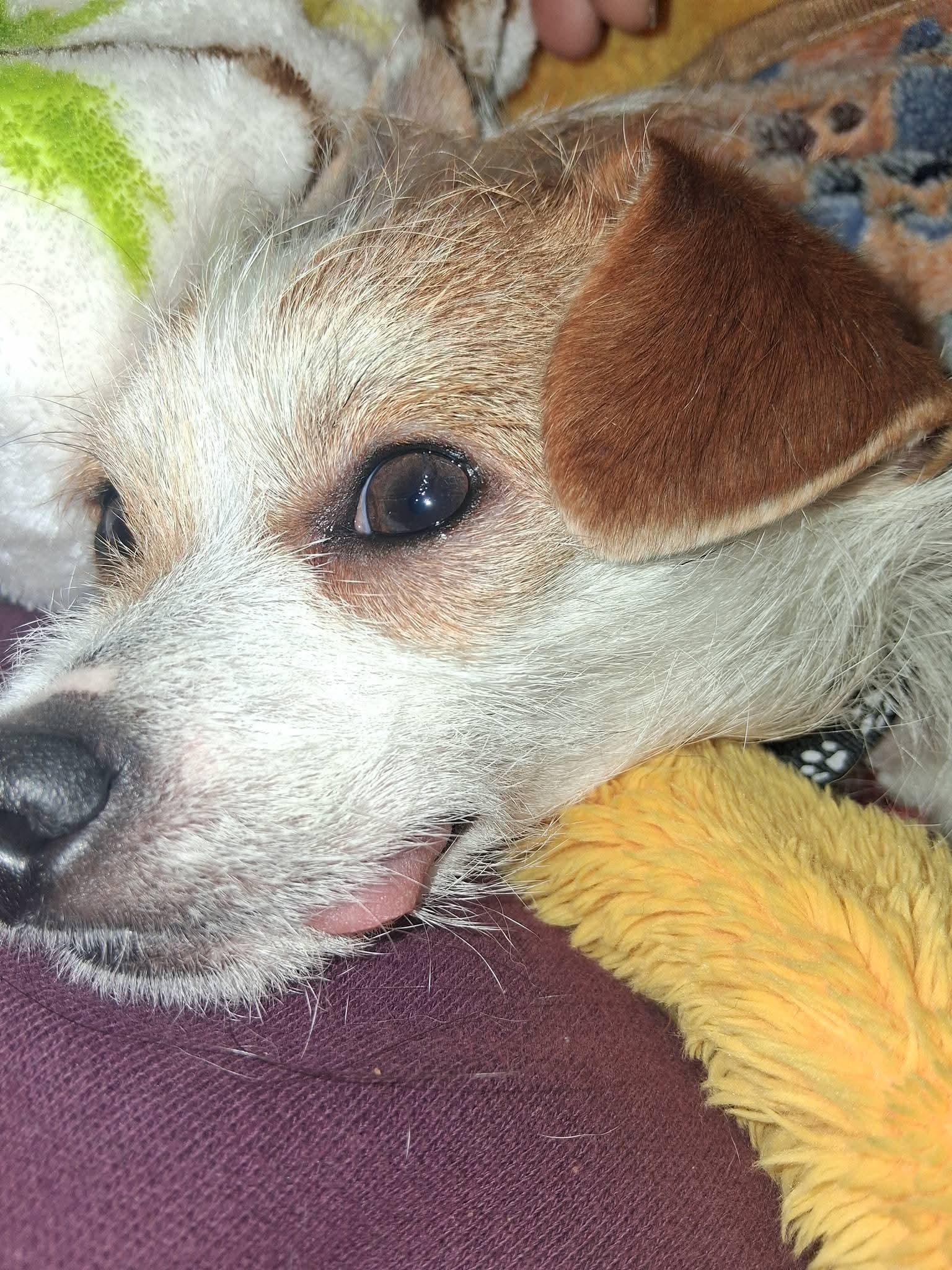 Enlarge Joey, a ADOPTABLE mixed breed in Baltimore, MD image 6/6