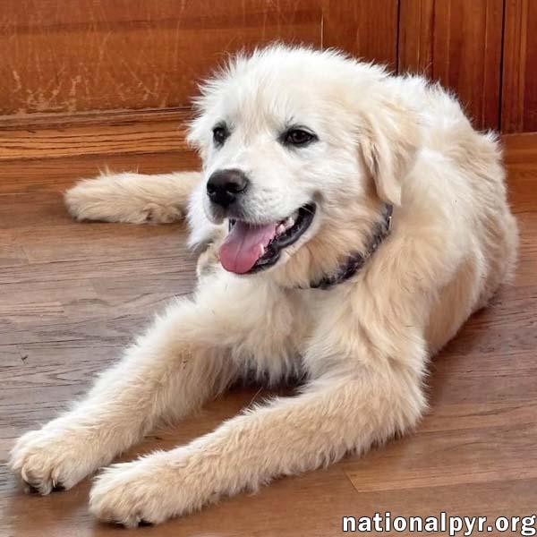 Enlarge Forest in VA - Gentle & Easygoing!, an adopted Great Pyrenees in Vienna, VA image 1/3
