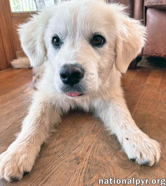 Enlarge Forest in VA - Gentle & Easygoing!, an adopted Great Pyrenees in Vienna, VA image 3/3