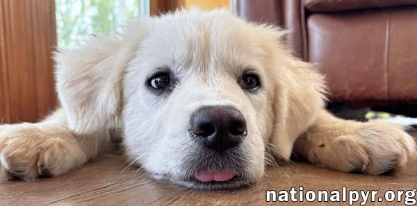 Enlarge Forest in VA - Gentle & Easygoing!, an adopted Great Pyrenees in Vienna, VA image 2/3