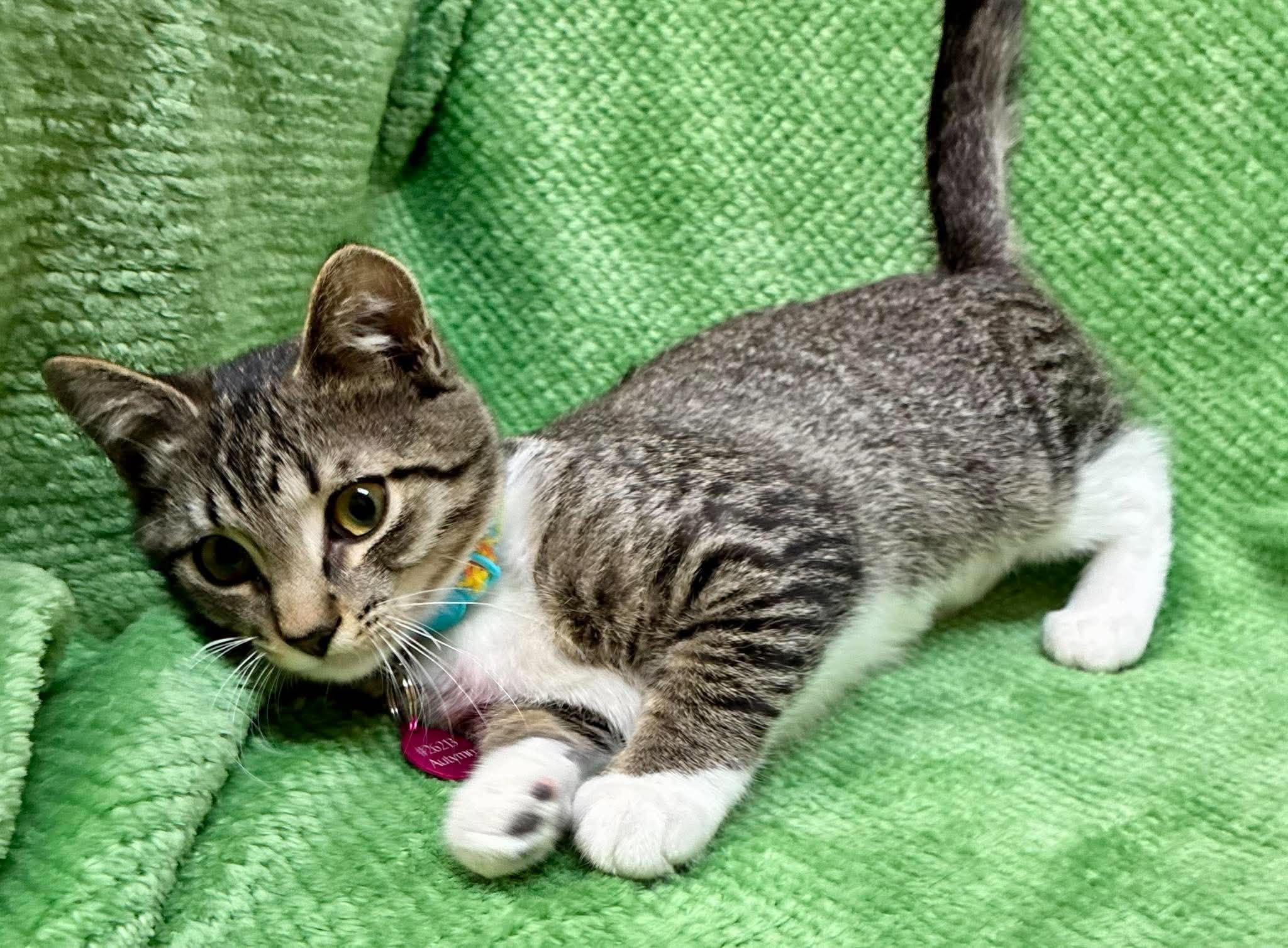 Enlarge Autymn, a Adoptable Domestic Short Hair in Alexandria, MN image 3/4