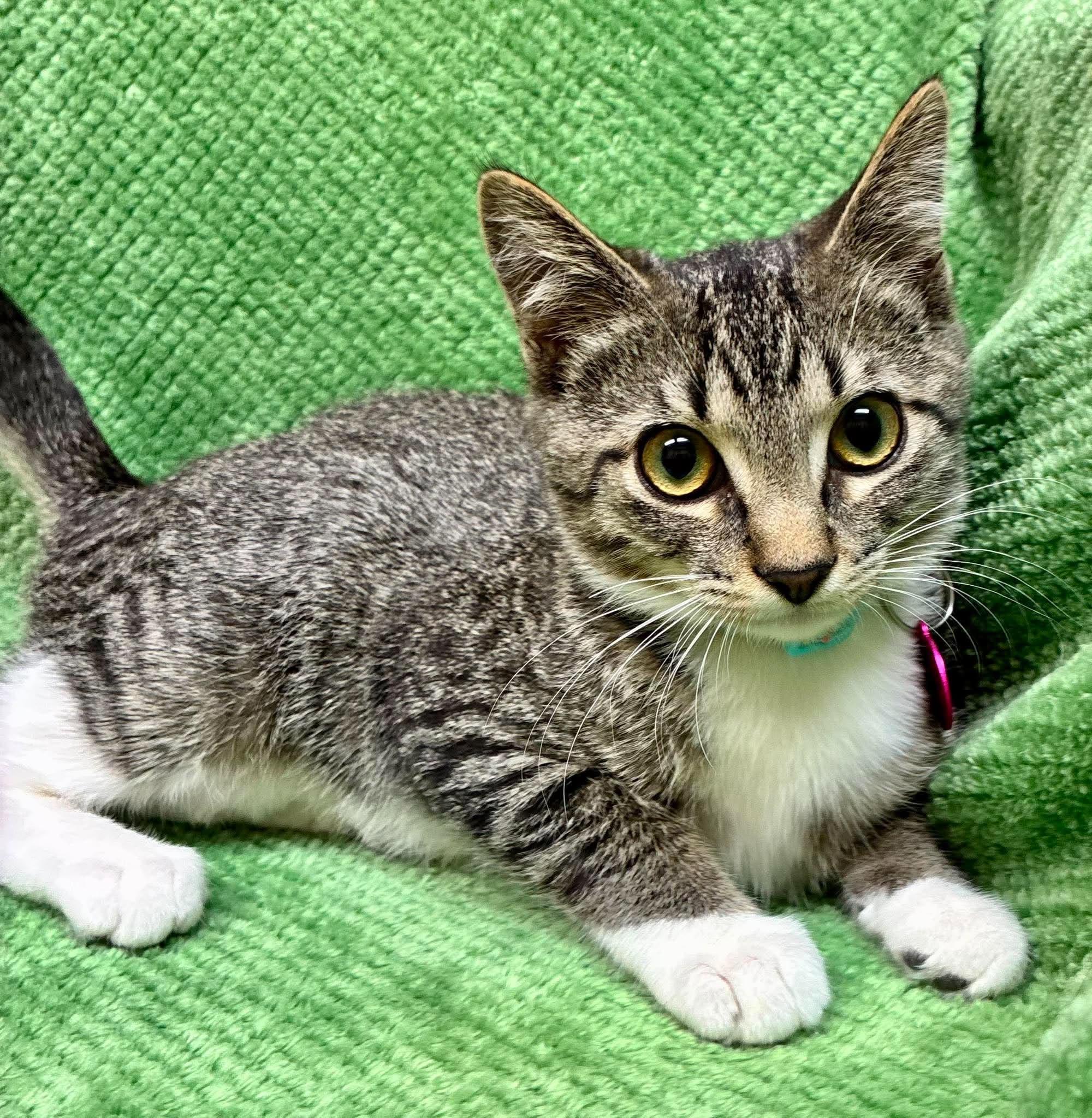 Enlarge Autymn, a Adoptable Domestic Short Hair in Alexandria, MN image 2/4