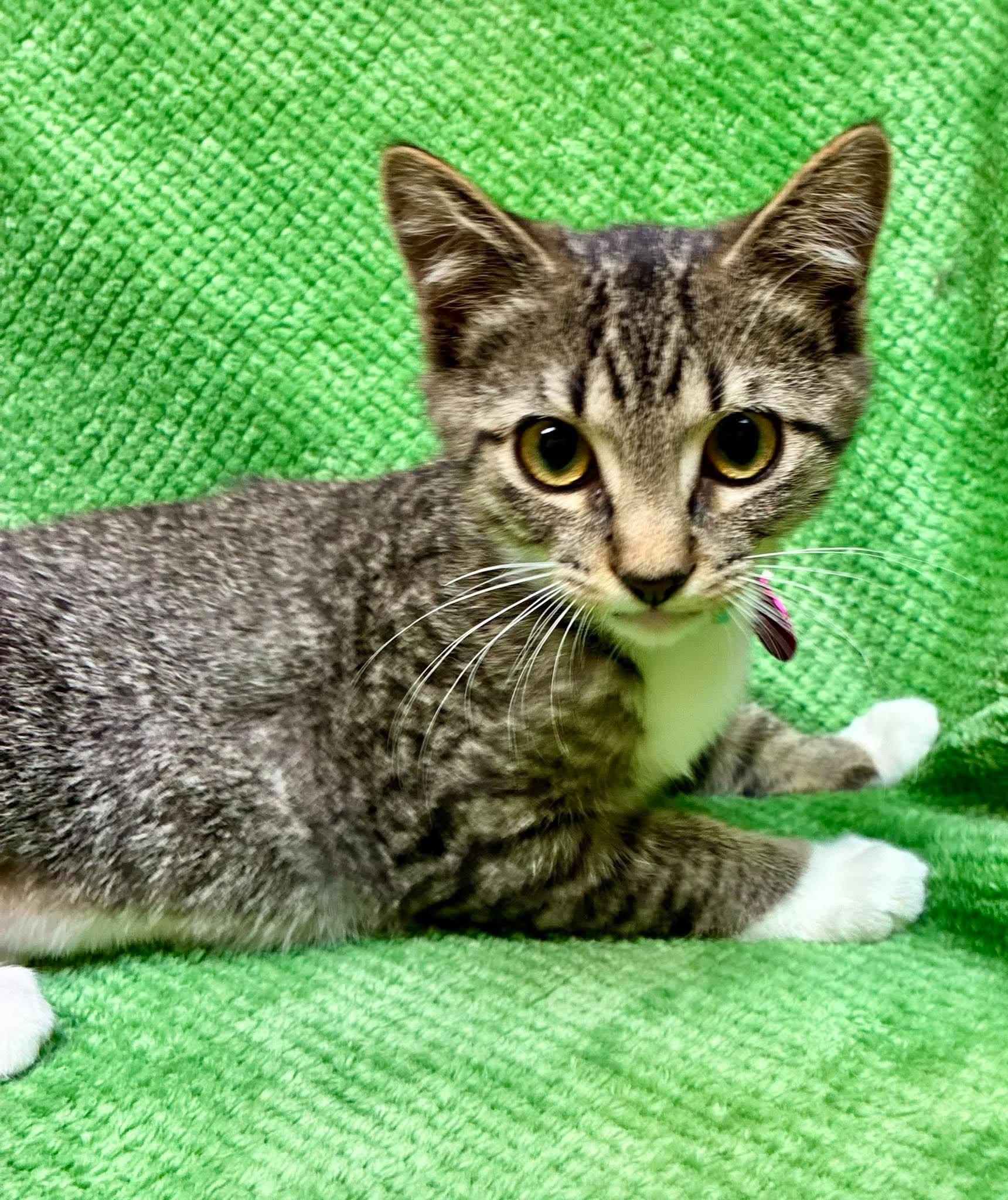 Enlarge Autymn, a Adoptable Domestic Short Hair in Alexandria, MN image 4/4