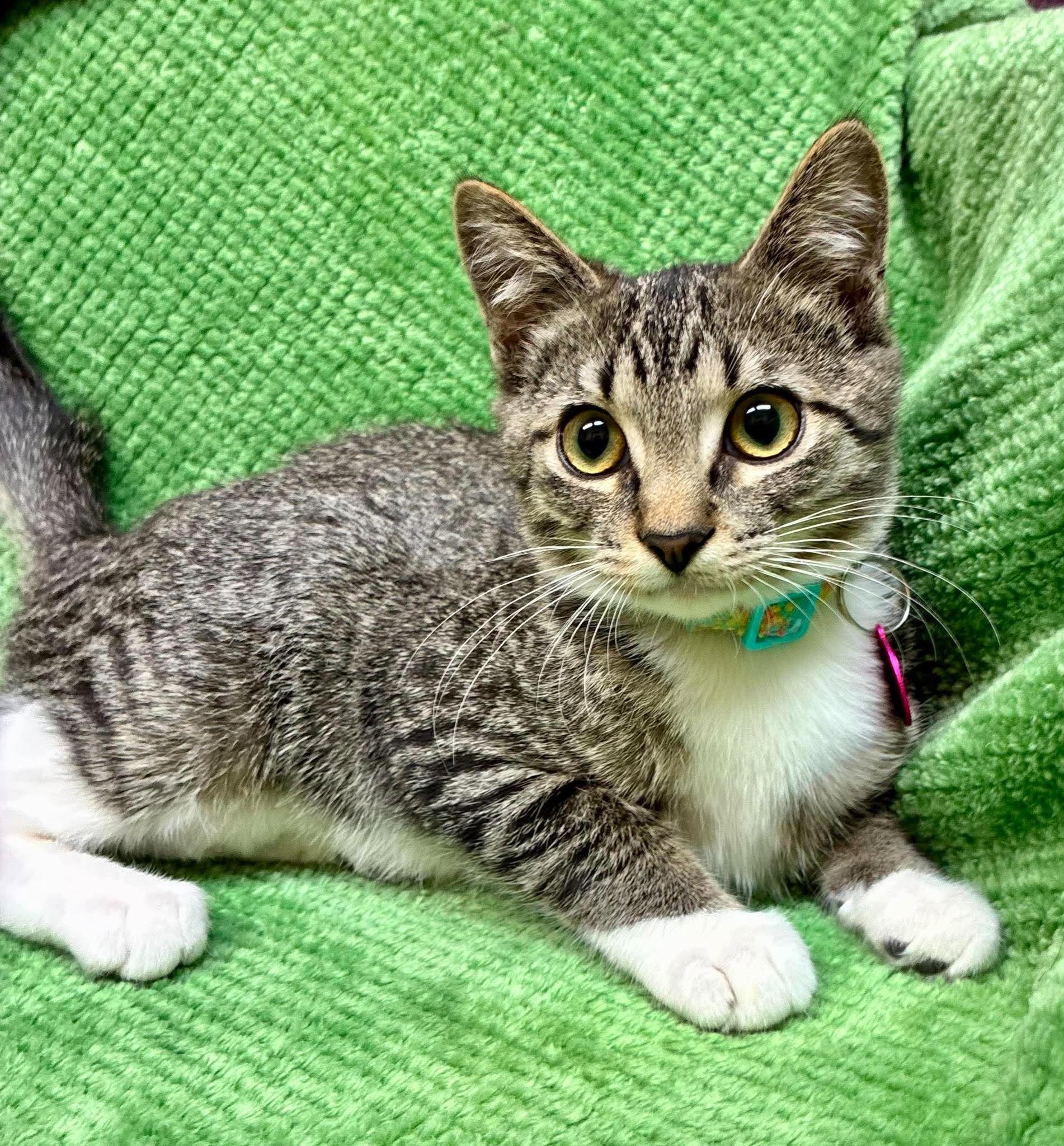 Enlarge Autymn, a Adoptable Domestic Short Hair in Alexandria, MN image 1/4