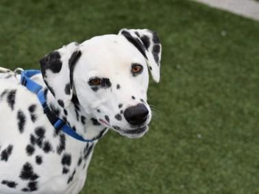 Nitro-ADOPTION PENDING, adopted, Adult Male Dalmatian.