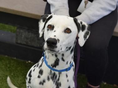 Nitro-ADOPTION PENDING, an adopted Dalmatian in Fairmont, WV image 3/6