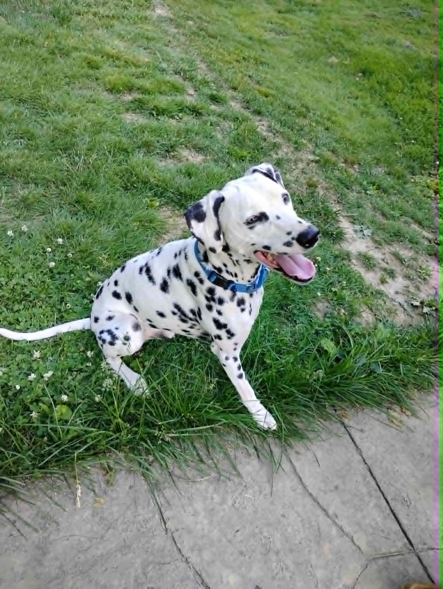 Nitro-ADOPTION PENDING, an adopted Dalmatian in Fairmont, WV image 4/6