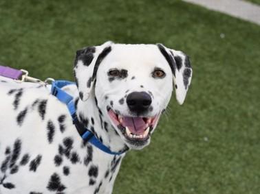 Nitro-ADOPTION PENDING, an adopted Dalmatian in Fairmont, WV image 2/6