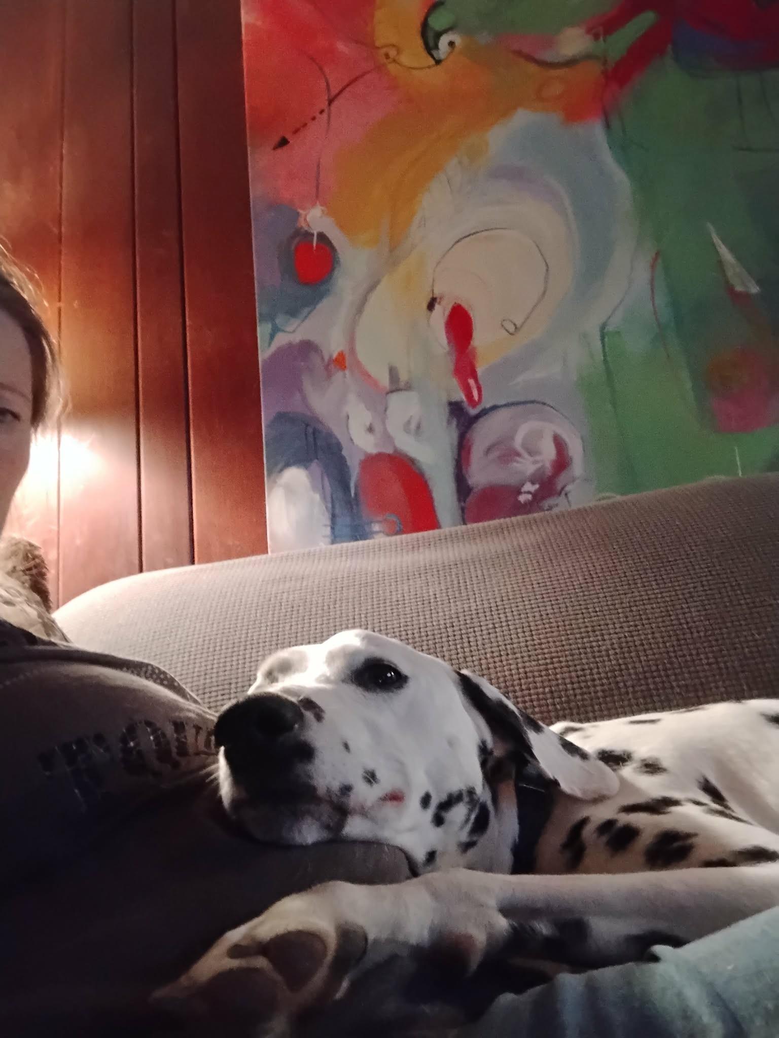 Nitro-ADOPTION PENDING, an adopted Dalmatian in Fairmont, WV image 5/6