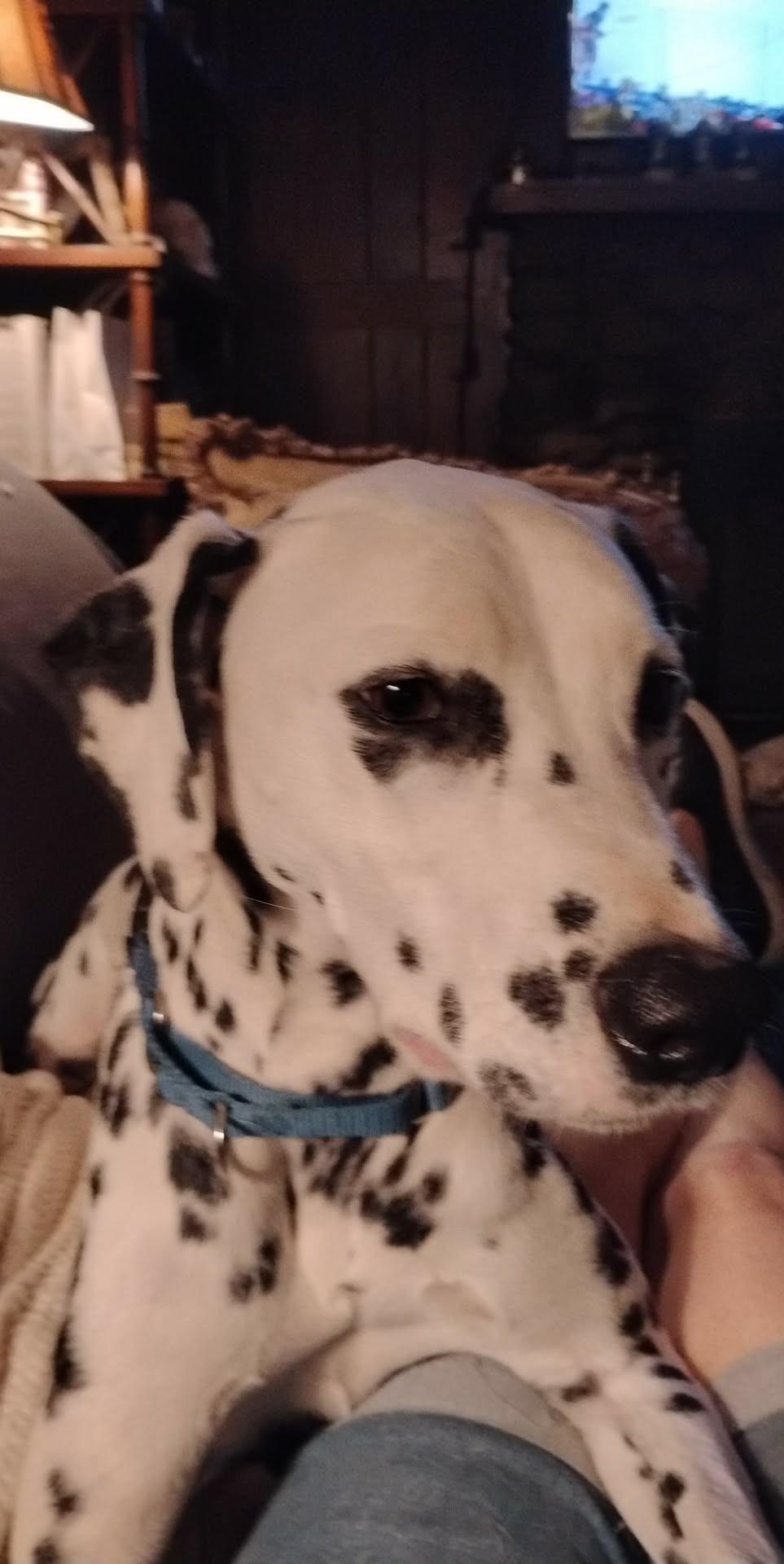 Nitro-ADOPTION PENDING, an adopted Dalmatian in Fairmont, WV image 6/6
