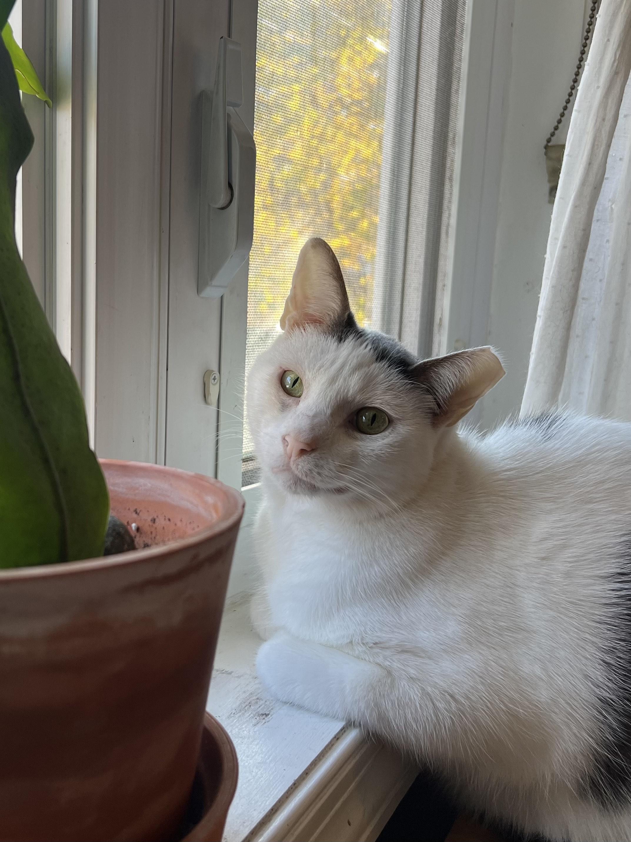 Enlarge Patches, a Adoptable Domestic Short Hair in Philadelphia, PA image 4/6