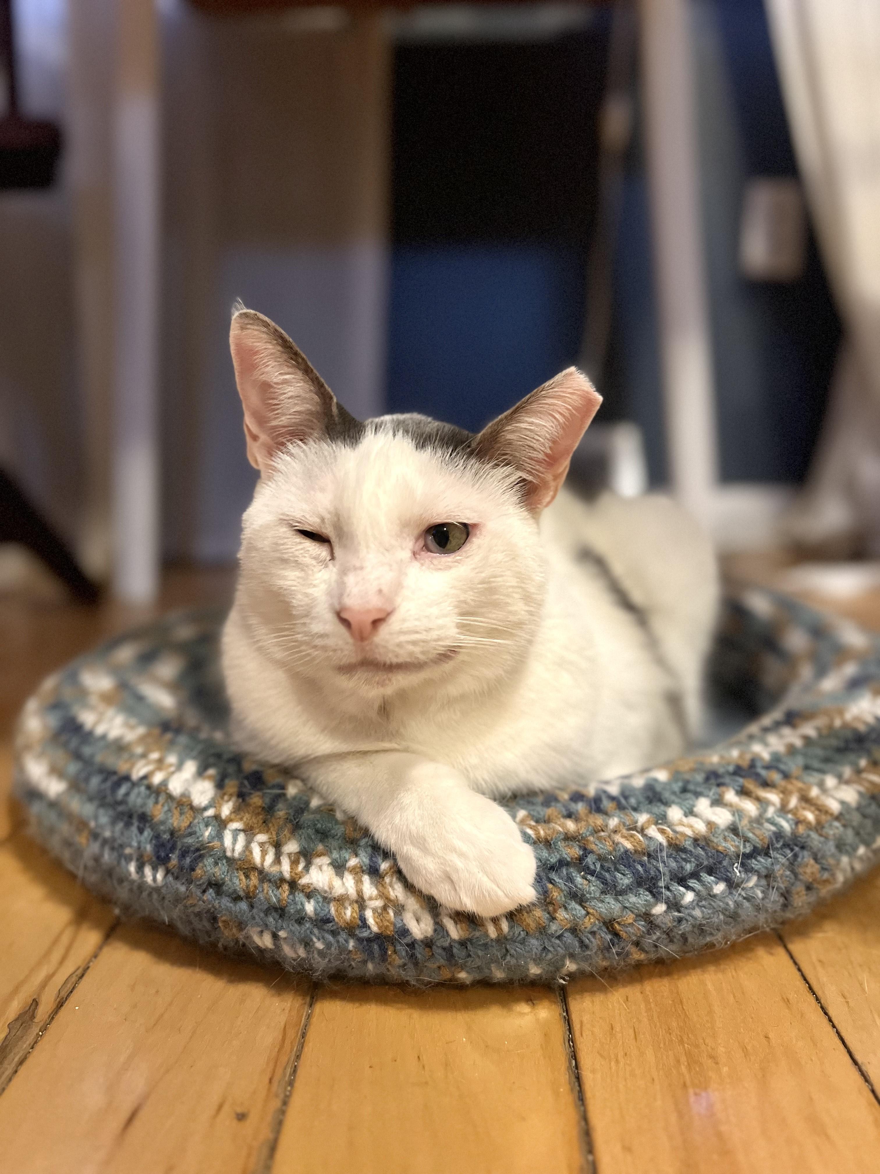 Enlarge Patches, a Adoptable Domestic Short Hair in Philadelphia, PA image 6/6