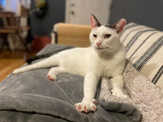 Enlarge Patches, a Adoptable Domestic Short Hair in Philadelphia, PA image 5/6