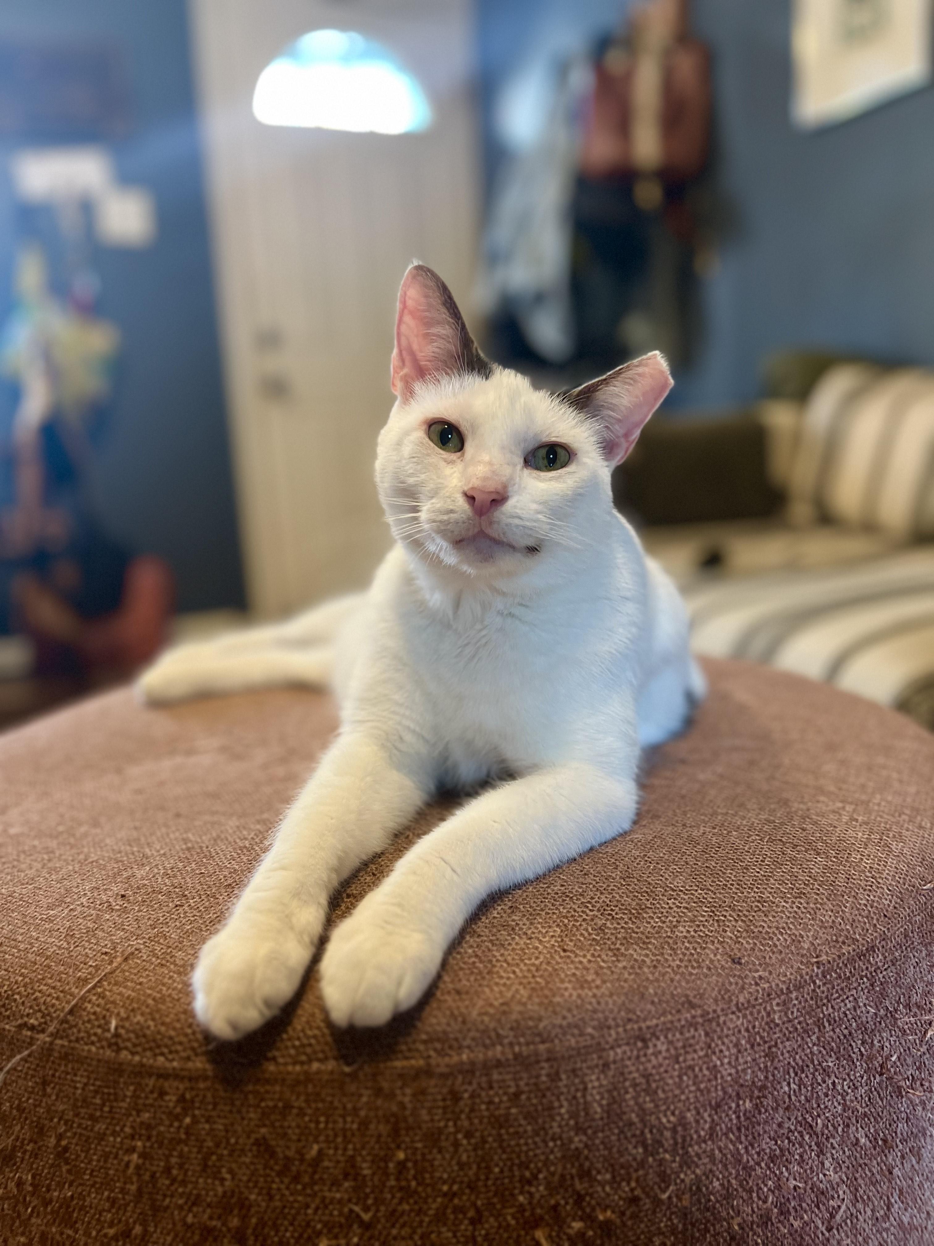 Enlarge Patches, a Adoptable Domestic Short Hair in Philadelphia, PA image 1/6