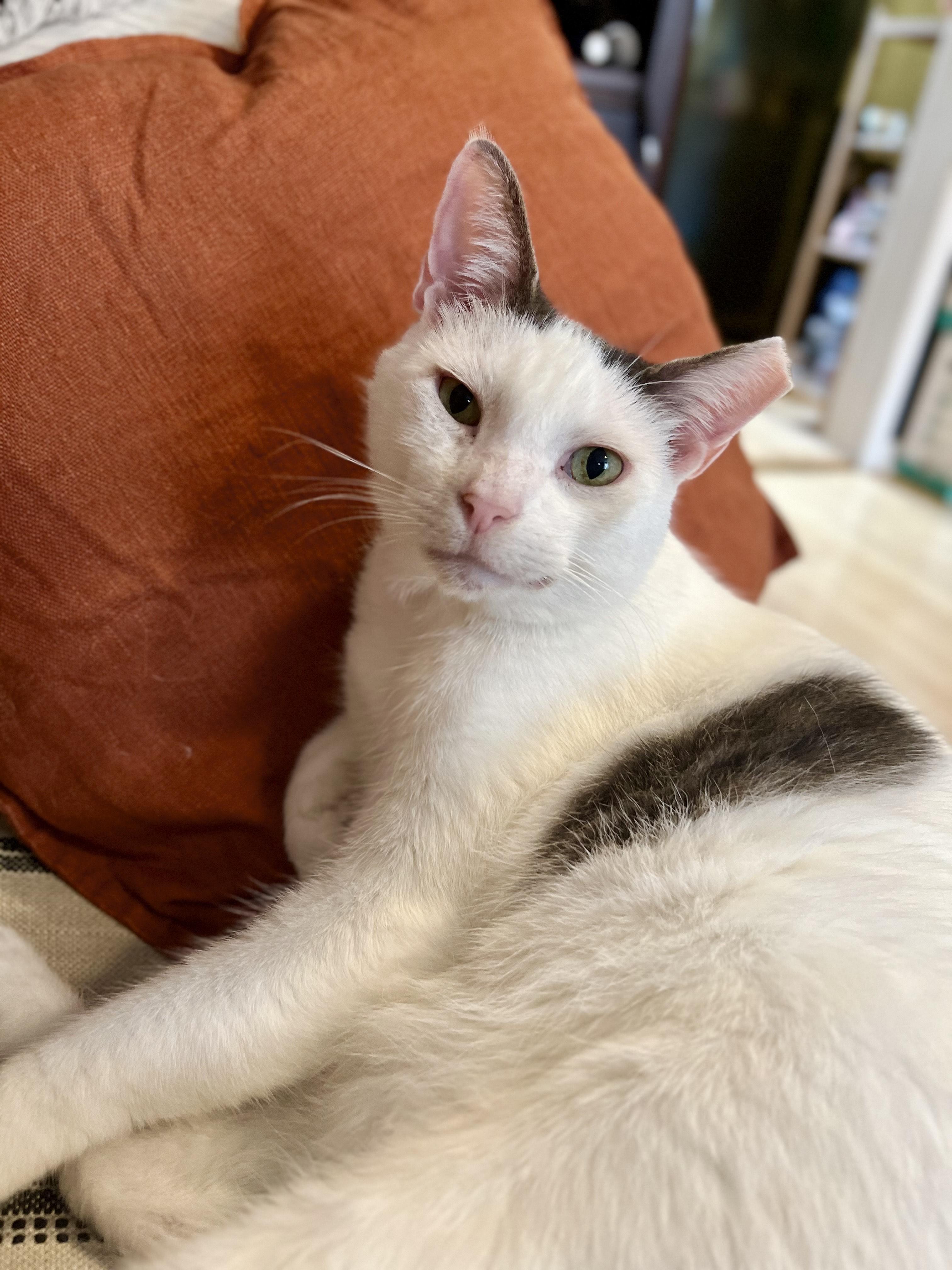 Patches, Adoptable, Senior Male Domestic Short Hair.