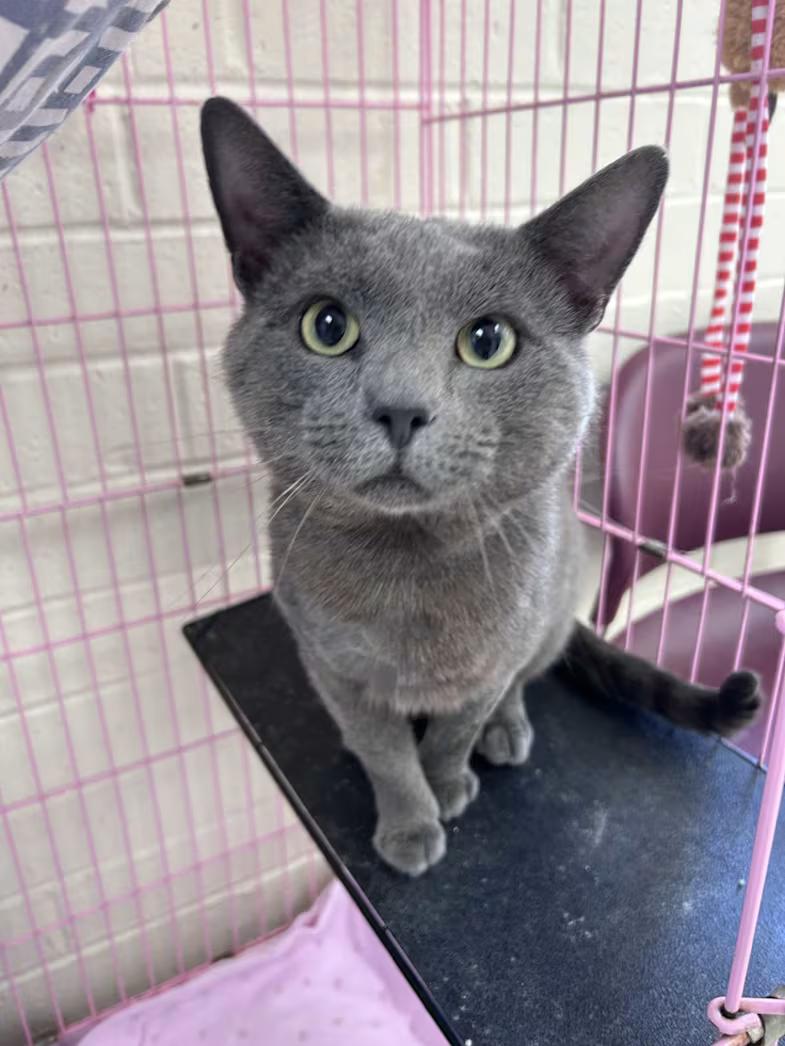 Blueford Eugene (Bluey), an adopted mixed breed in Greensboro, NC image 1/4