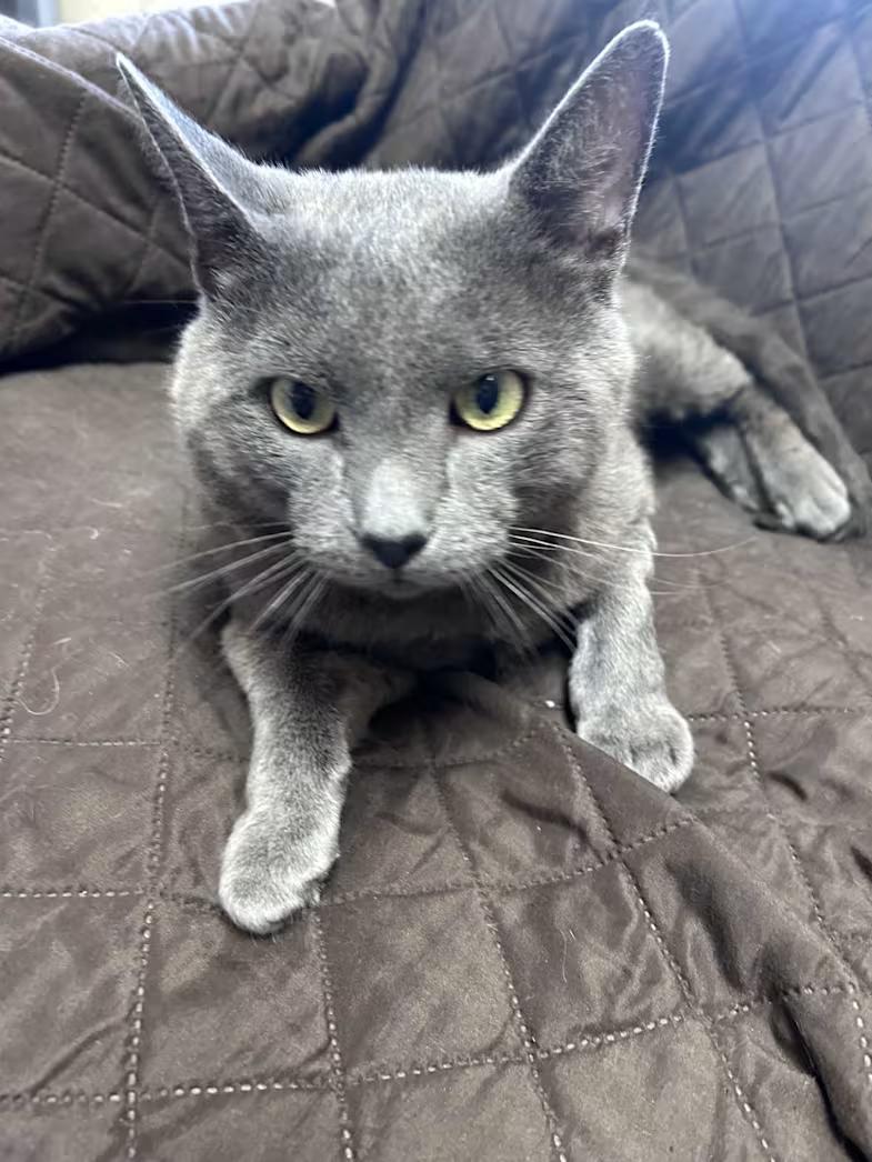Blueford Eugene (Bluey), an adopted mixed breed in Greensboro, NC image 3/4