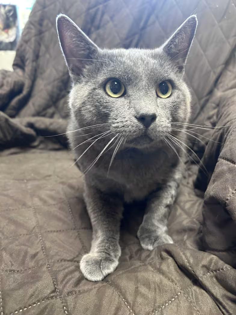 Blueford Eugene (Bluey), an adopted mixed breed in Greensboro, NC image 2/4