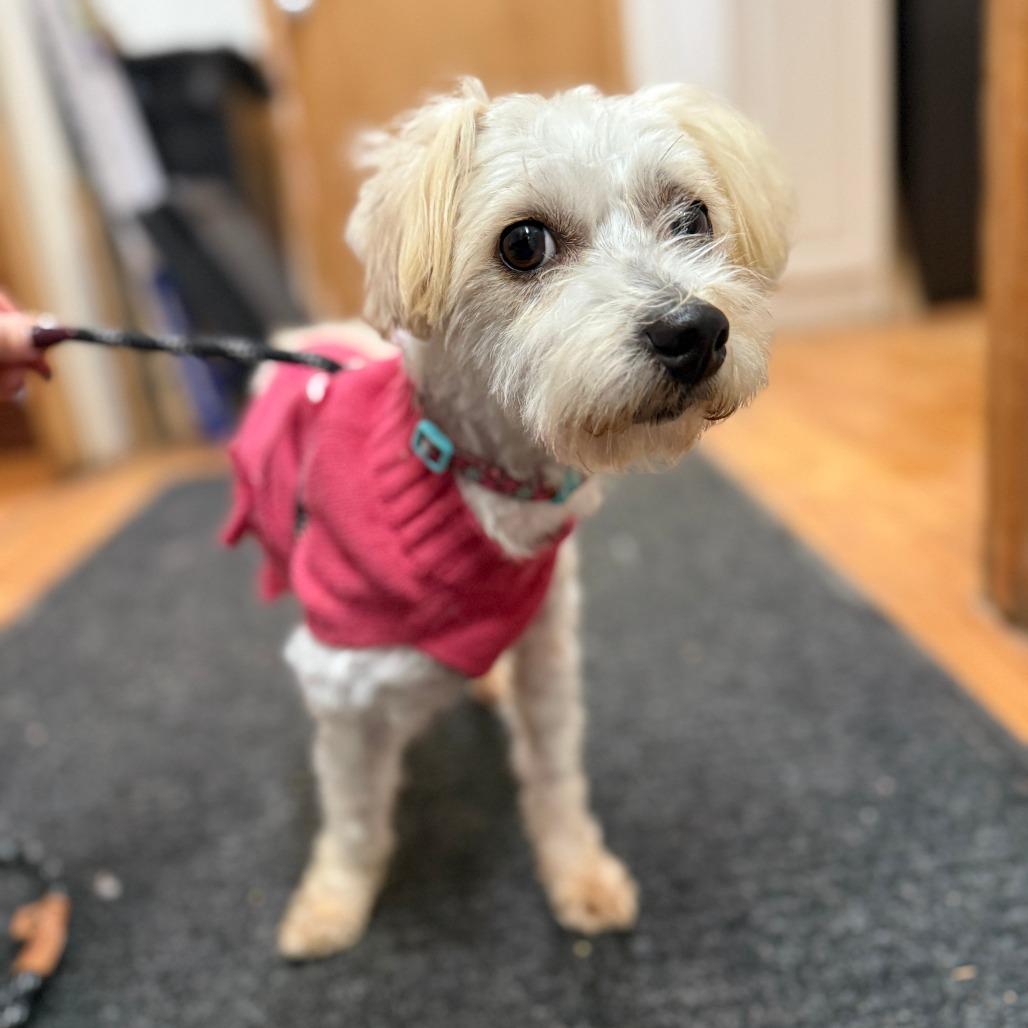 Jackie, Adoptable, Young Female Poodle & Mixed Breed.