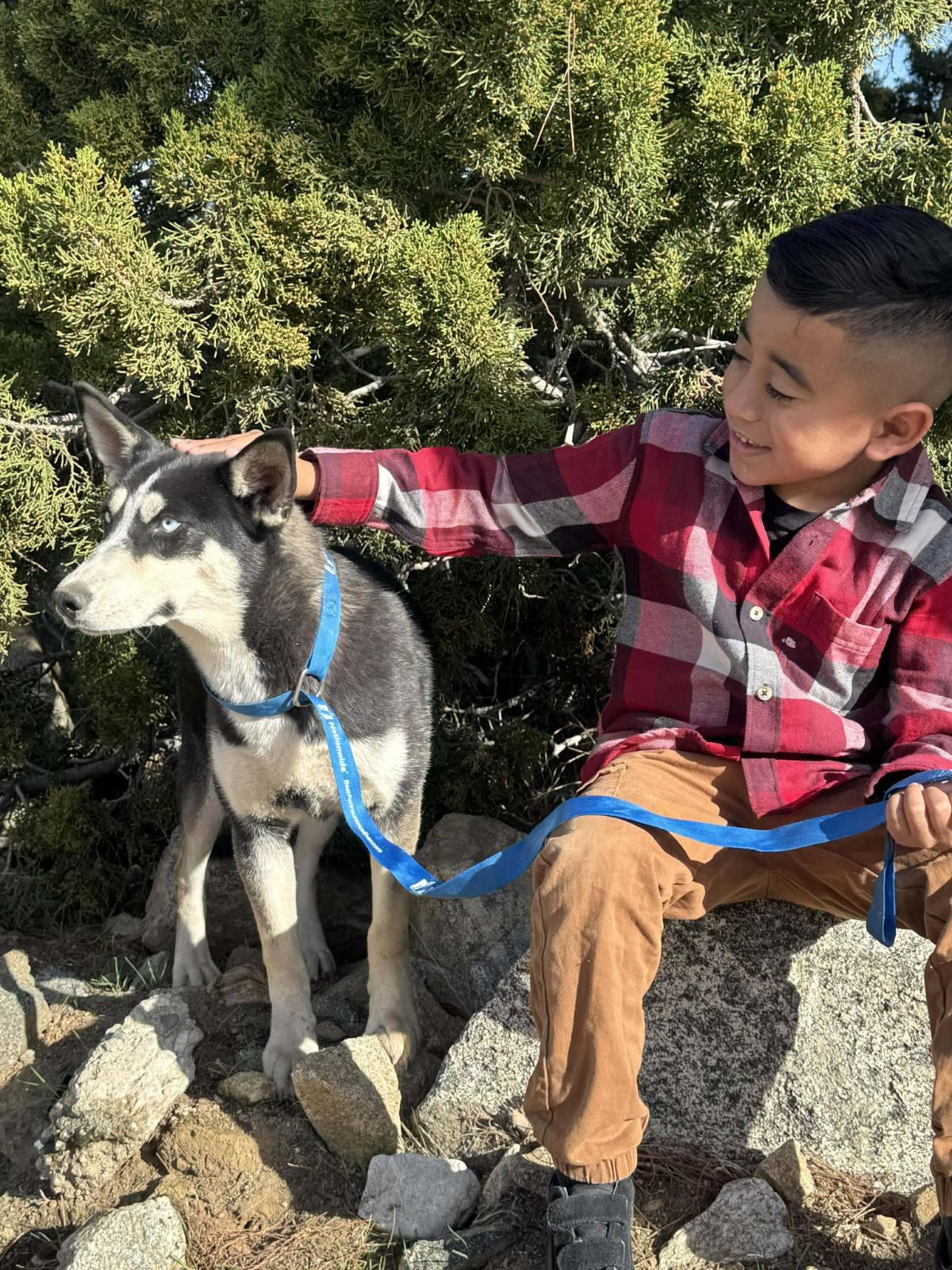 Sunny, ADOPTABLE, Young Female Husky.