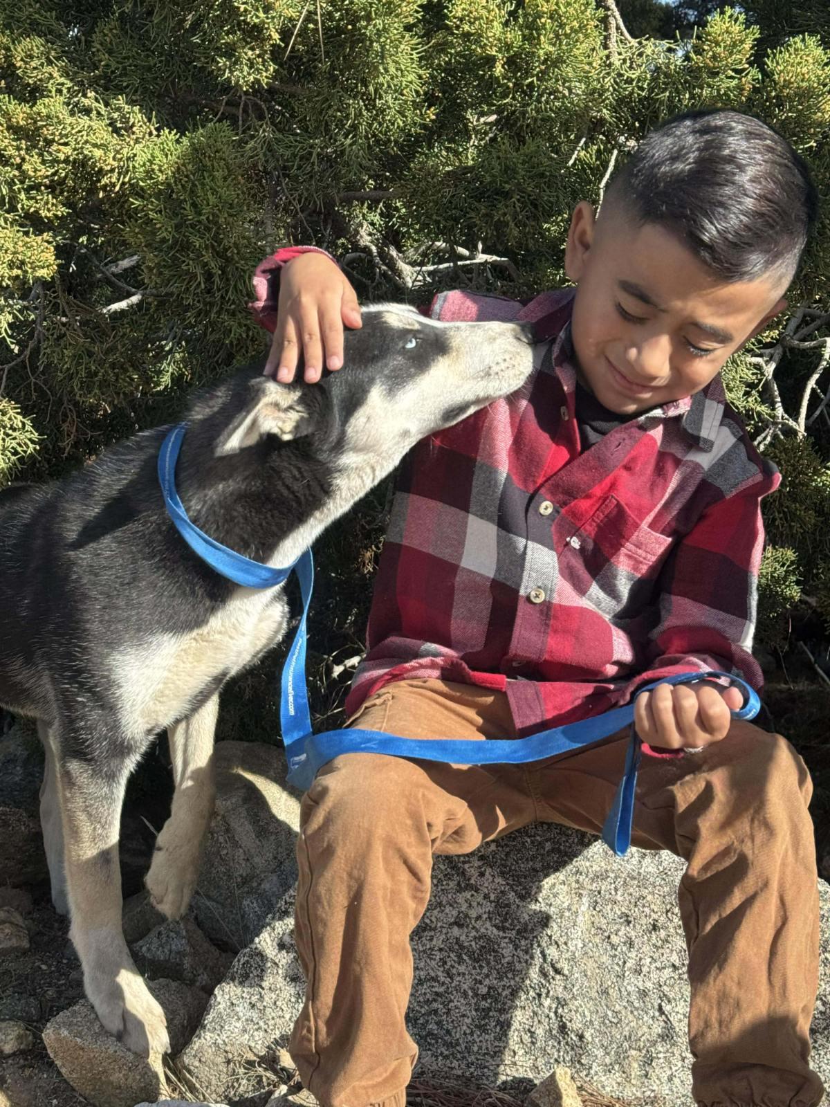 Enlarge Sunny, a ADOPTABLE Husky in PINON HILLS, CA image 2/4