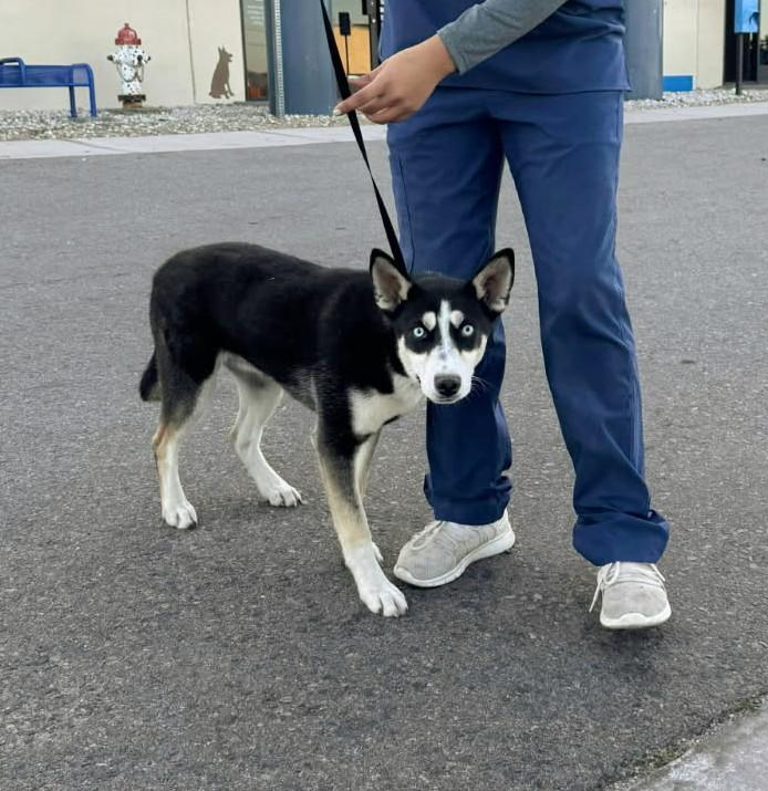 Enlarge Sunny, a ADOPTABLE Husky in PINON HILLS, CA image 3/4