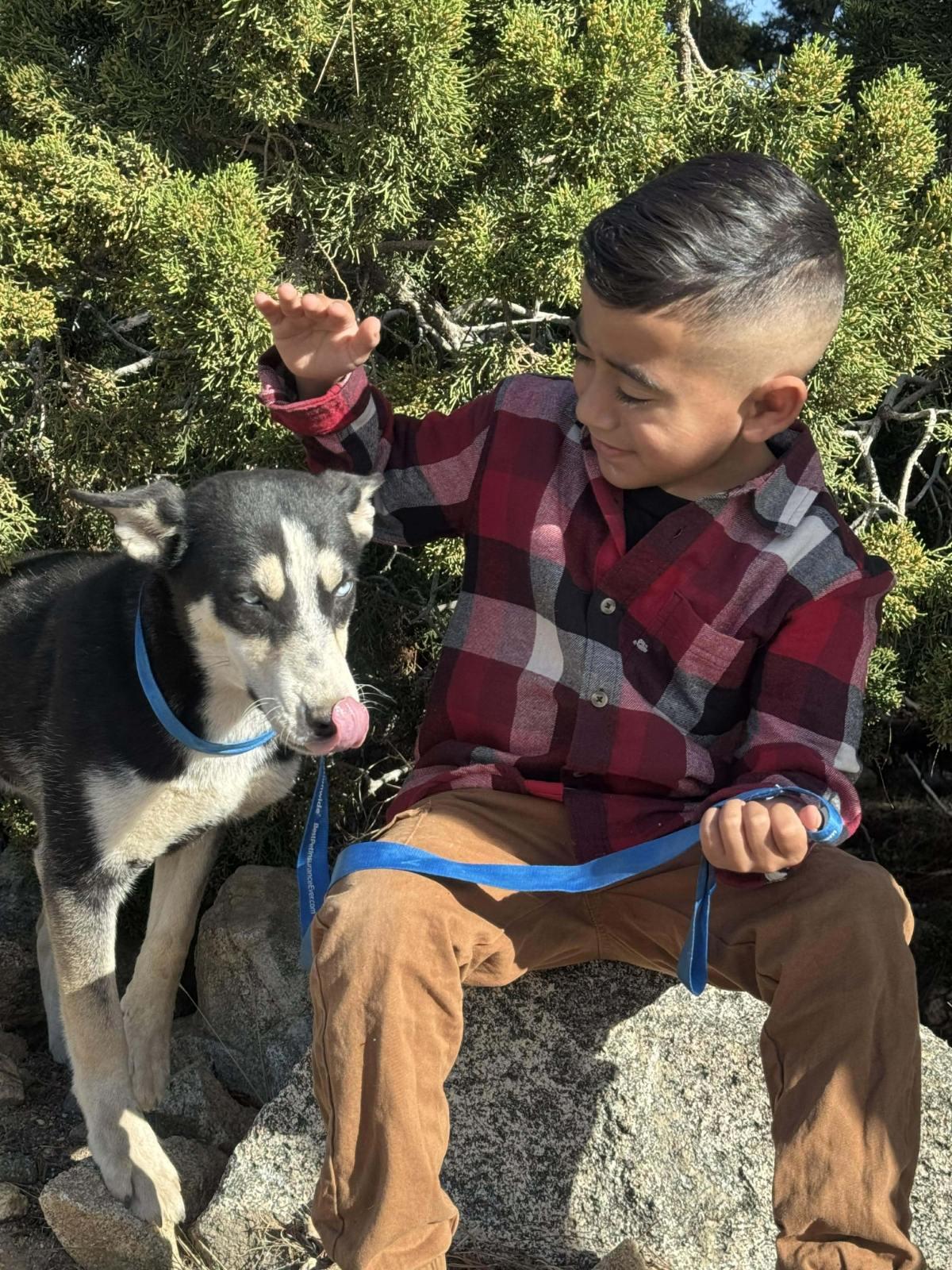 Enlarge Sunny, a ADOPTABLE Husky in PINON HILLS, CA image 4/4
