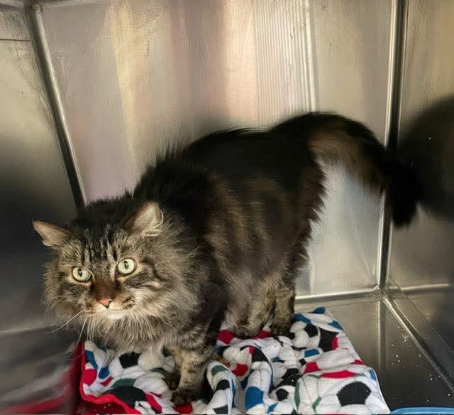 Cheerio - Fluffy Black & Tan - Foster Care, Adopted, Adult Male Domestic Long Hair & Tabby.