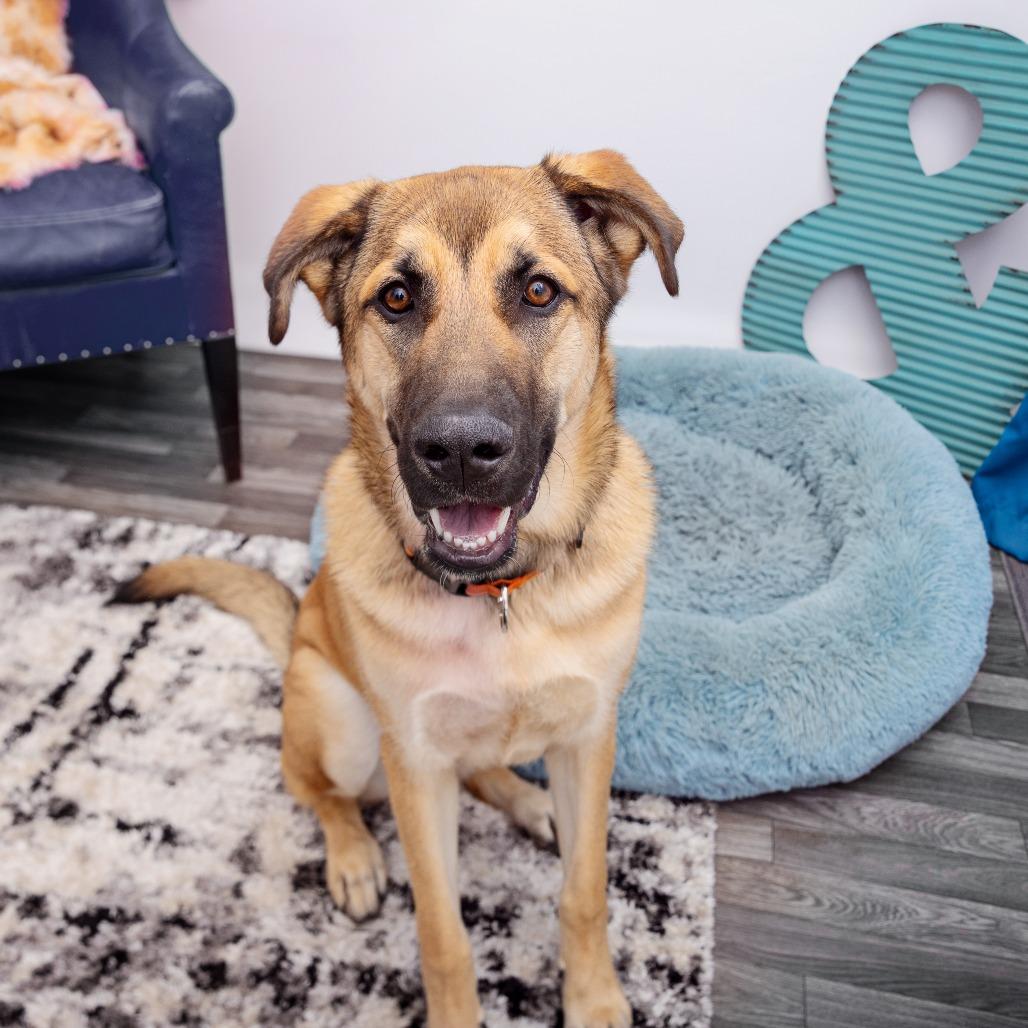 Enlarge Sepulveda, a Adoptable mixed breed in Los Angeles, CA image 1/2