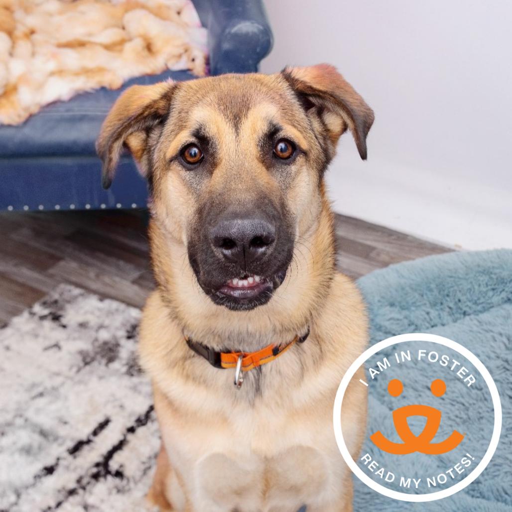 Enlarge Sepulveda, a Adoptable mixed breed in Los Angeles, CA image 2/2