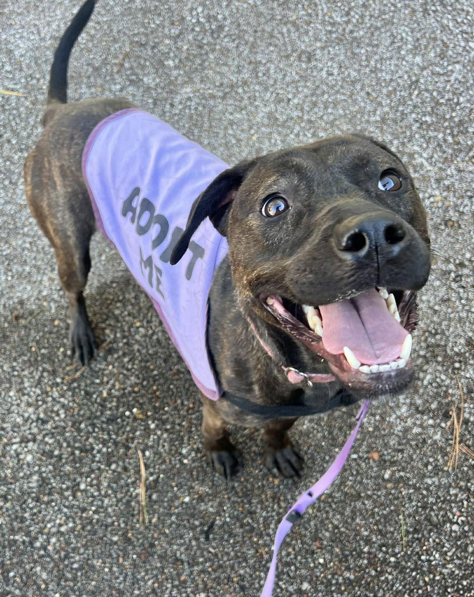 Enlarge Patsy Cline, a Adoptable Labrador Retriever in Munford, TN image 1/3
