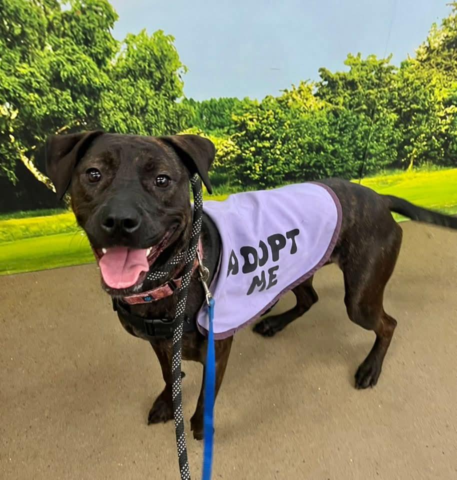 Enlarge Patsy Cline, a Adoptable Labrador Retriever in Munford, TN image 1/3