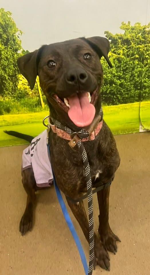 Enlarge Patsy Cline, a Adoptable Labrador Retriever in Munford, TN image 2/3